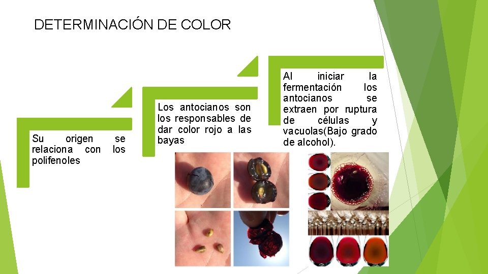 DETERMINACIÓN DE COLOR Su origen relaciona con polifenoles se los Los antocianos son los