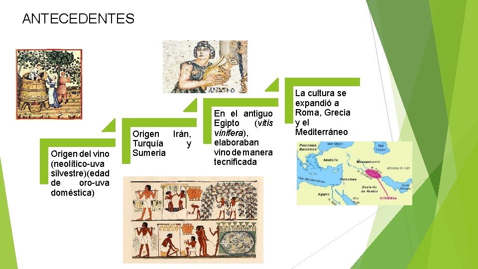 ANTECEDENTES Origen del vino (neolítico-uva silvestre)(edad de oro-uva doméstica) Origen Irán, Turquía y Sumeria