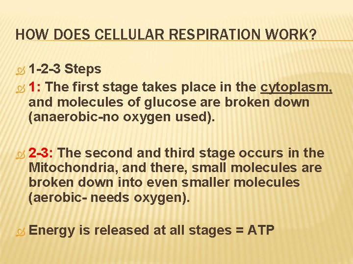 HOW DOES CELLULAR RESPIRATION WORK? 1 -2 -3 Steps 1: The first stage takes