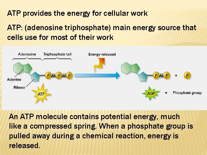 ATP provides the energy for cellular work ATP: (adenosine triphosphate) main energy source that