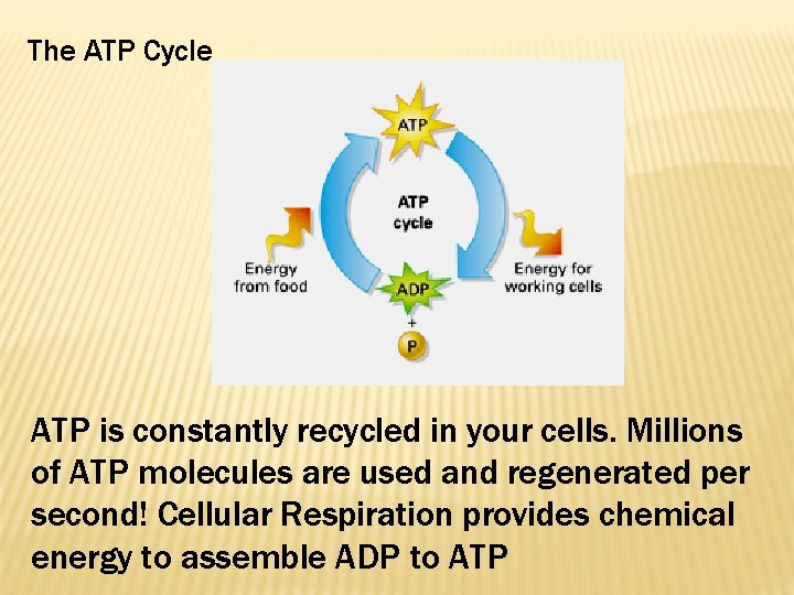 The ATP Cycle ATP is constantly recycled in your cells. Millions of ATP molecules