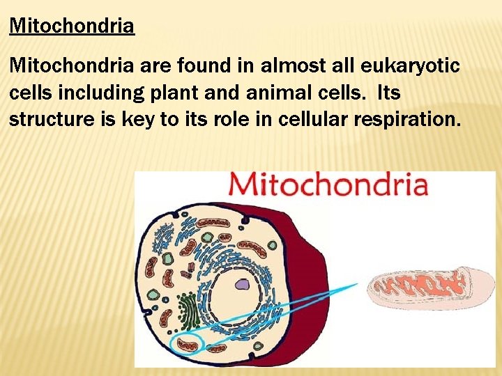 Mitochondria are found in almost all eukaryotic cells including plant and animal cells. Its