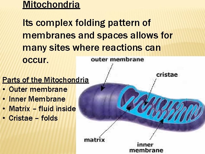 Mitochondria Its complex folding pattern of membranes and spaces allows for many sites where