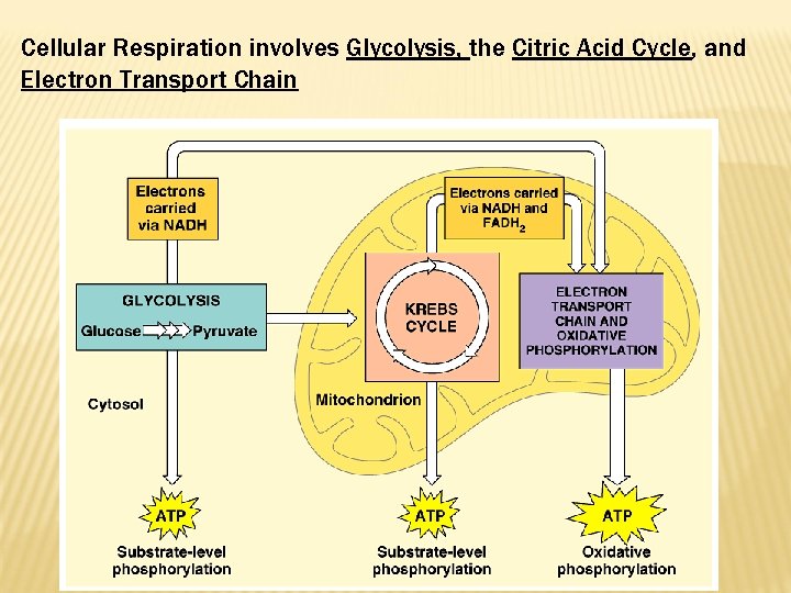 Cellular Respiration involves Glycolysis, the Citric Acid Cycle, and Electron Transport Chain 