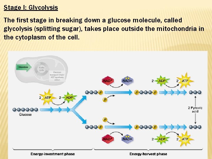 Stage I: Glycolysis The first stage in breaking down a glucose molecule, called glycolysis