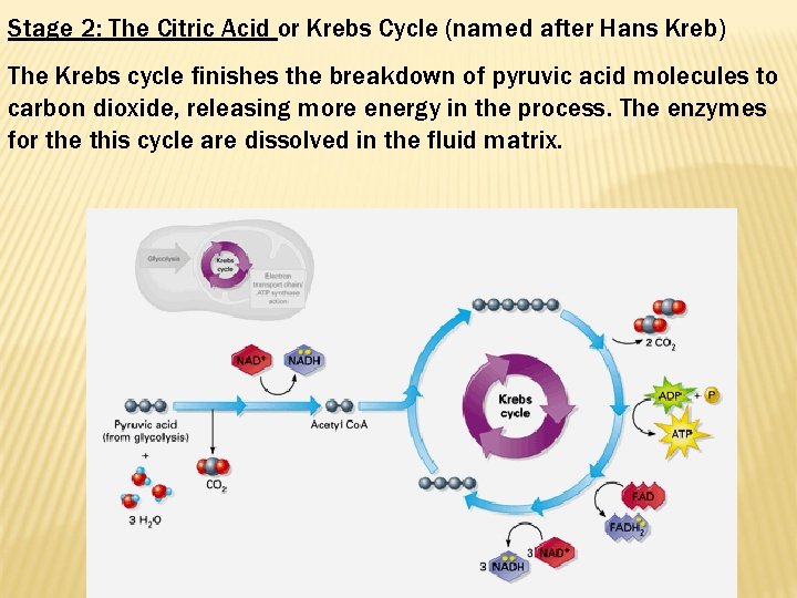Stage 2: The Citric Acid or Krebs Cycle (named after Hans Kreb) The Krebs