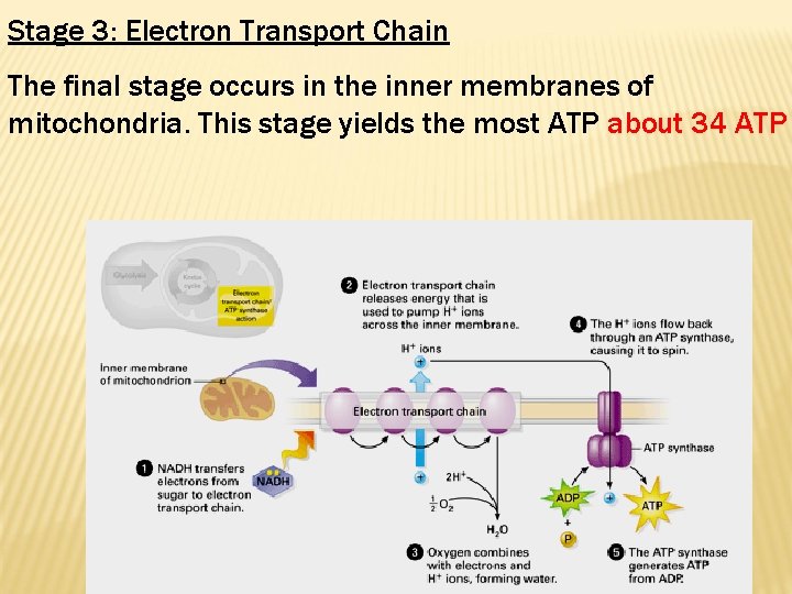 Stage 3: Electron Transport Chain The final stage occurs in the inner membranes of