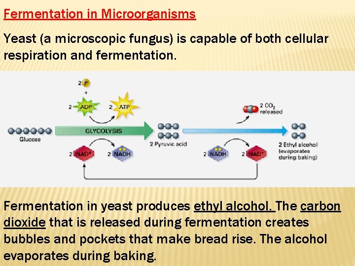 Fermentation in Microorganisms Yeast (a microscopic fungus) is capable of both cellular respiration and