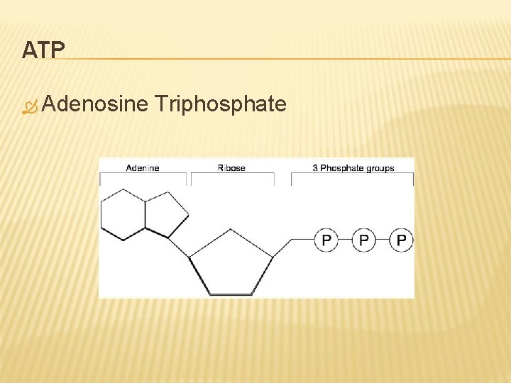 ATP Adenosine Triphosphate 