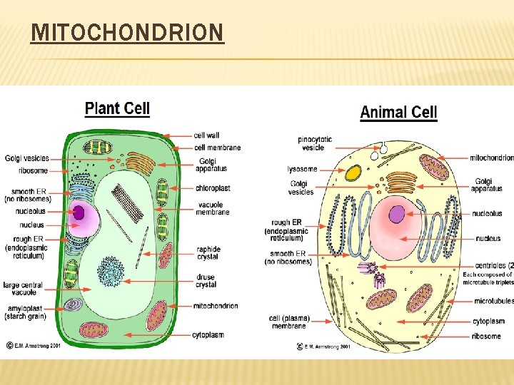 MITOCHONDRION 