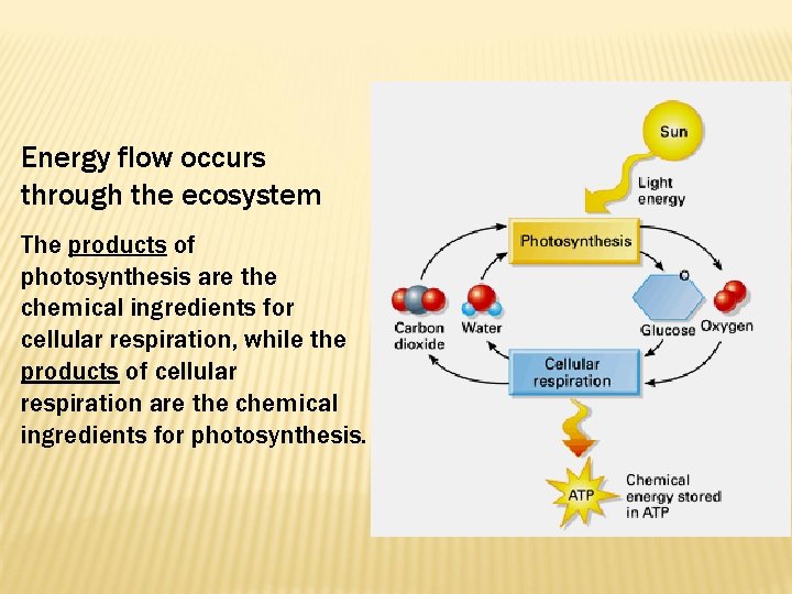 Energy flow occurs through the ecosystem The products of photosynthesis are the chemical ingredients