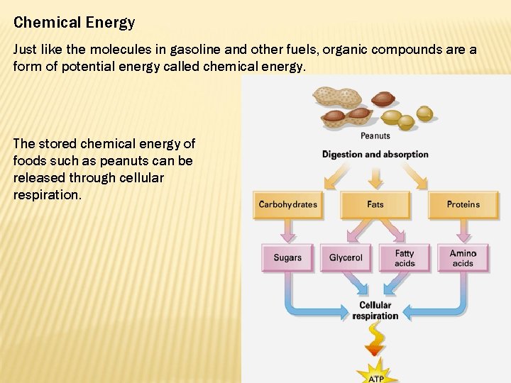 Chemical Energy Just like the molecules in gasoline and other fuels, organic compounds are