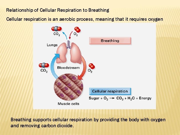 Relationship of Cellular Respiration to Breathing Cellular respiration is an aerobic process, meaning that