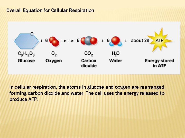 Overall Equation for Cellular Respiration In cellular respiration, the atoms in glucose and oxygen