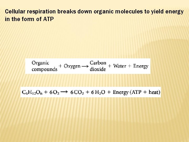 Cellular respiration breaks down organic molecules to yield energy in the form of ATP