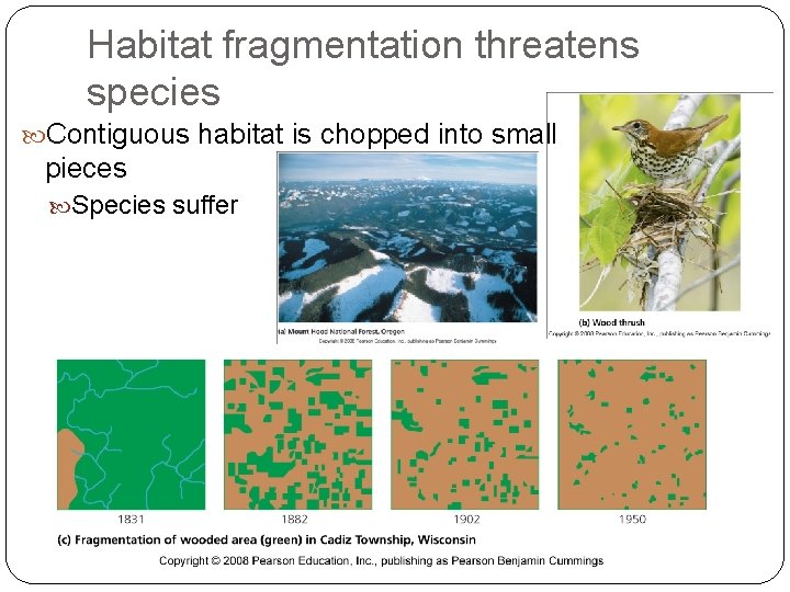 Habitat fragmentation threatens species Contiguous habitat is chopped into small pieces Species suffer 