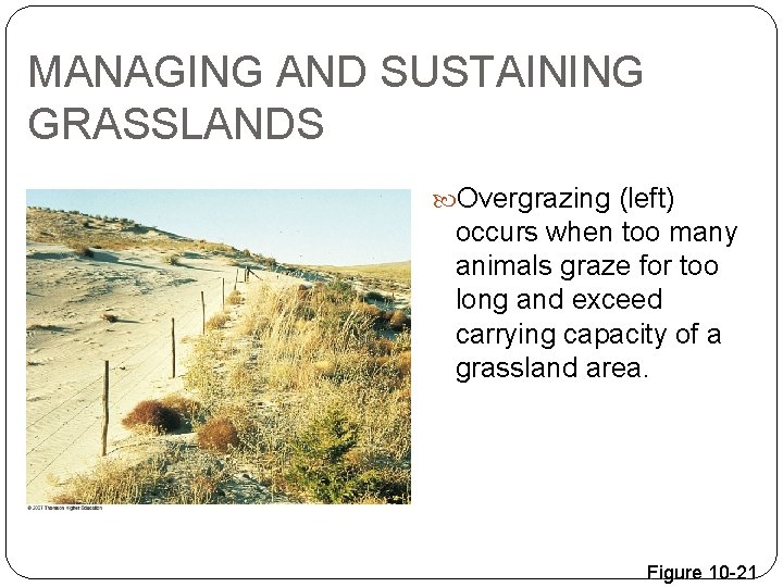 MANAGING AND SUSTAINING GRASSLANDS Overgrazing (left) occurs when too many animals graze for too