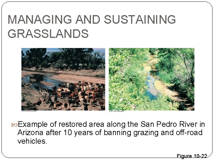 MANAGING AND SUSTAINING GRASSLANDS Example of restored area along the San Pedro River in
