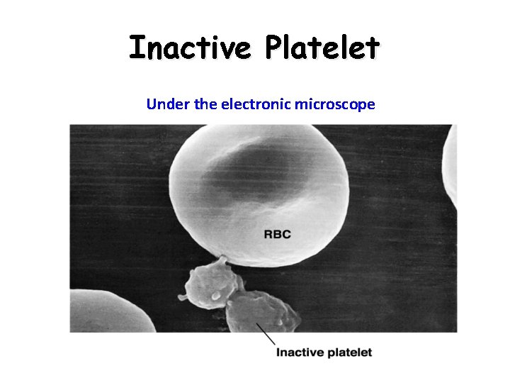 Inactive Platelet Under the electronic microscope 