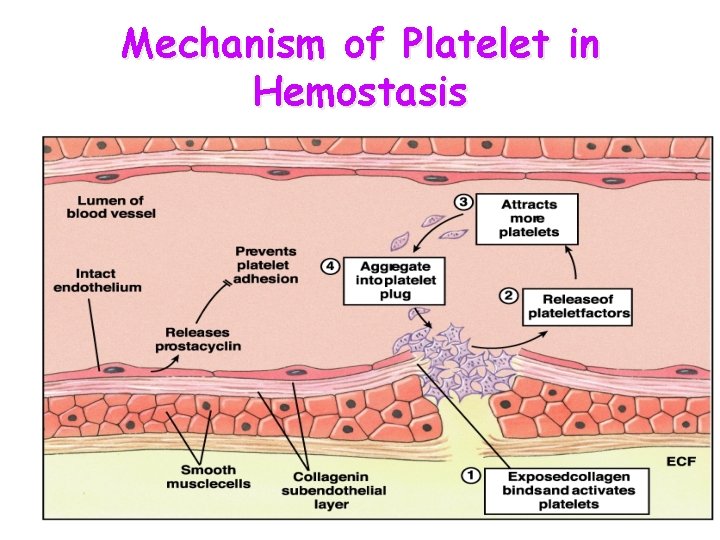 Mechanism of Platelet in Hemostasis 