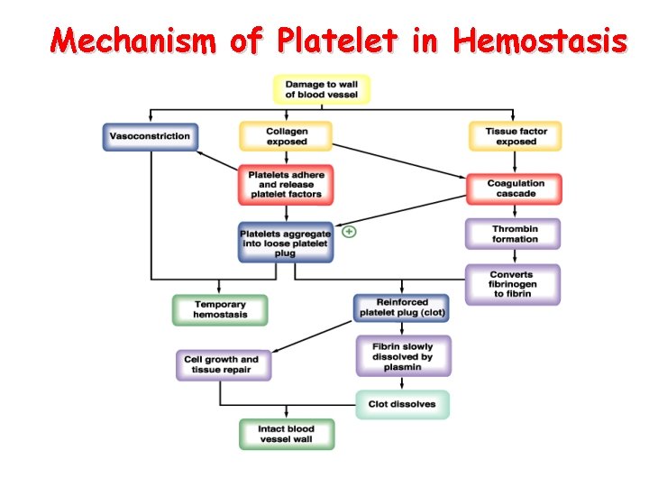 Mechanism of Platelet in Hemostasis 
