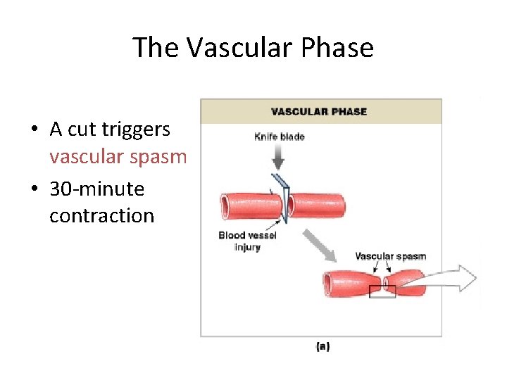 The Vascular Phase • A cut triggers vascular spasm • 30 -minute contraction Figure