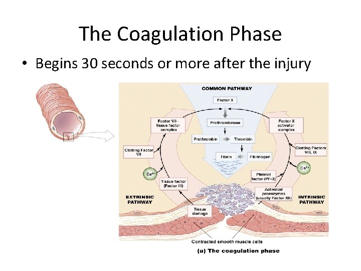 The Coagulation Phase • Begins 30 seconds or more after the injury Figure 19–