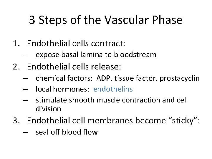 3 Steps of the Vascular Phase 1. Endothelial cells contract: – expose basal lamina