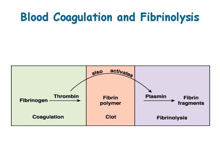 Blood Coagulation and Fibrinolysis 