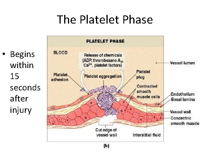 The Platelet Phase • Begins within 15 seconds after injury Figure 19– 11 b