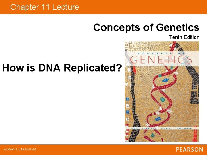 Chapter 11 Lecture Concepts of Genetics Tenth Edition How is DNA Replicated? 