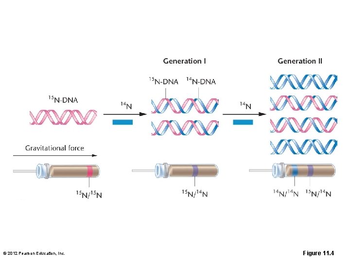 © 2012 Pearson Education, Inc. Figure 11. 4 