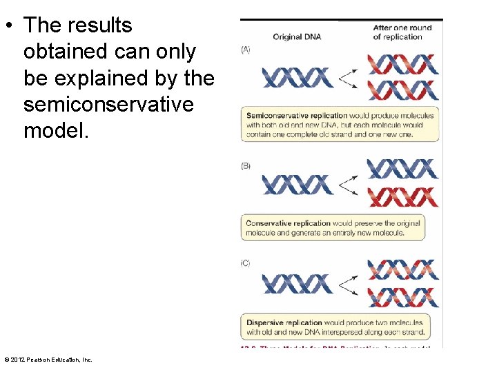  • The results obtained can only be explained by the semiconservative model. ©