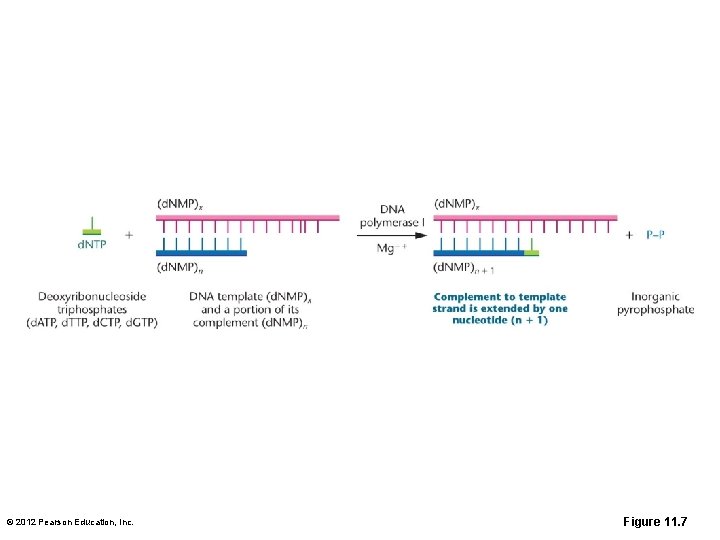 © 2012 Pearson Education, Inc. Figure 11. 7 