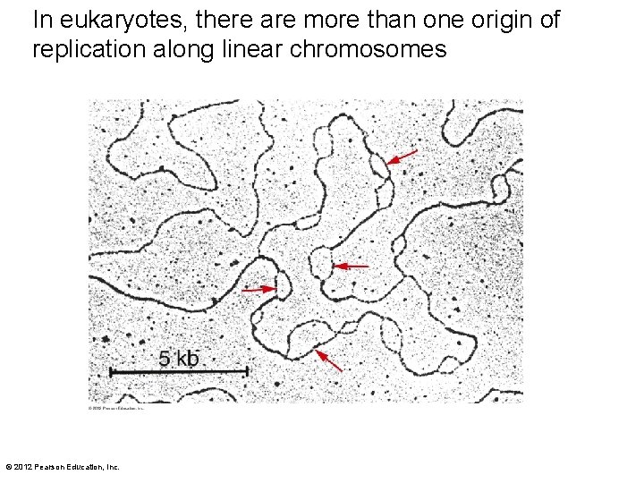 In eukaryotes, there are more than one origin of replication along linear chromosomes ©