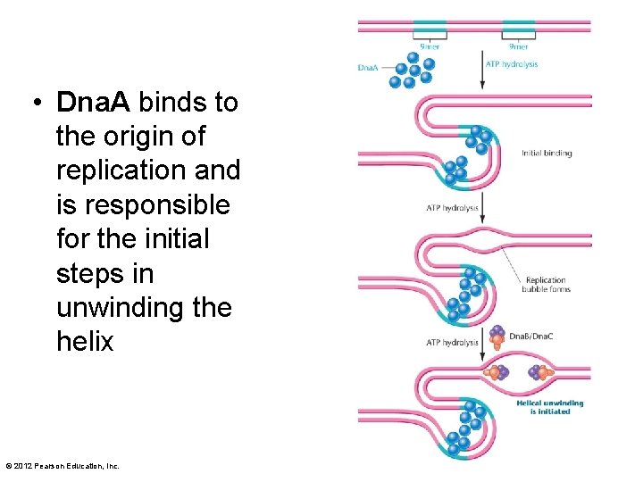  • Dna. A binds to the origin of replication and is responsible for