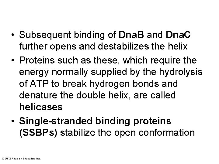  • Subsequent binding of Dna. B and Dna. C further opens and destabilizes