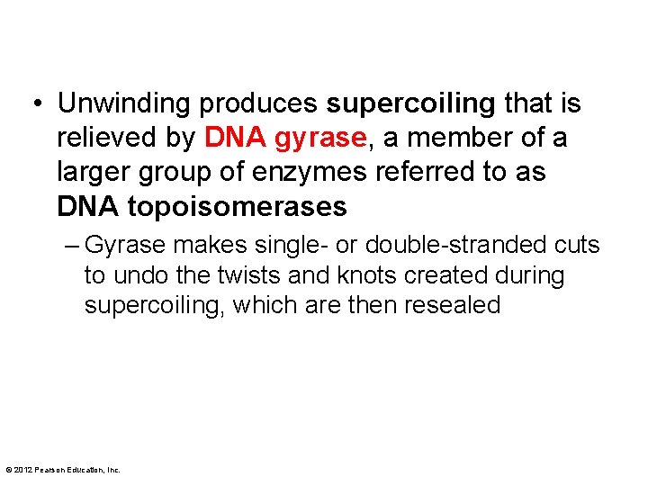  • Unwinding produces supercoiling that is relieved by DNA gyrase, a member of