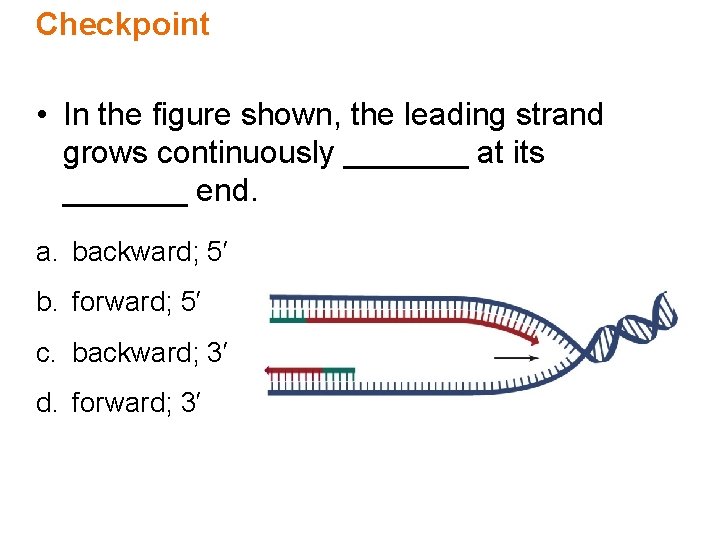 Checkpoint • In the figure shown, the leading strand grows continuously _______ at its