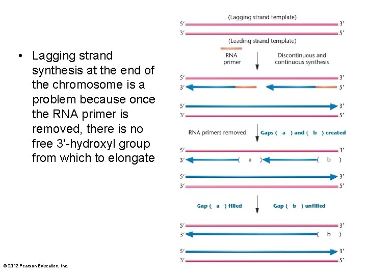  • Lagging strand synthesis at the end of the chromosome is a problem