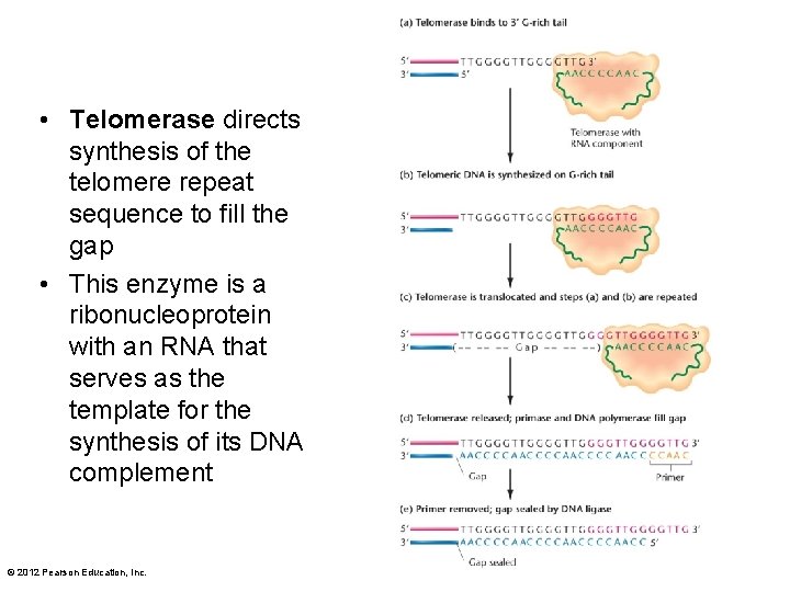  • Telomerase directs synthesis of the telomere repeat sequence to fill the gap