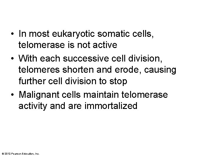  • In most eukaryotic somatic cells, telomerase is not active • With each