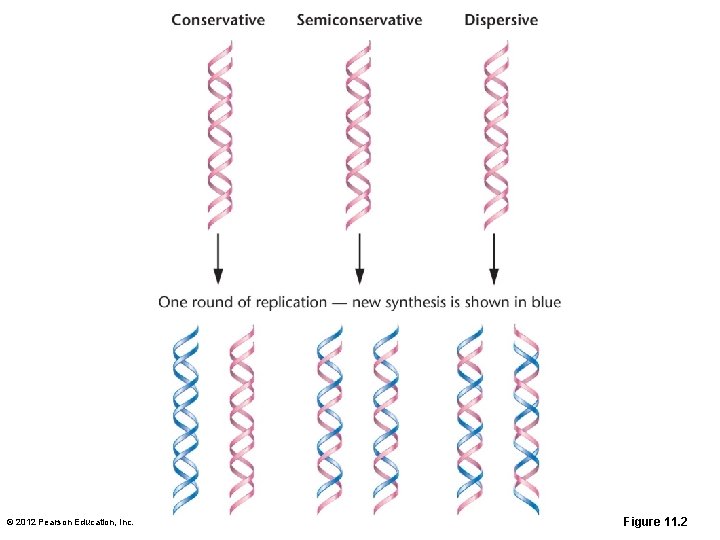 © 2012 Pearson Education, Inc. Figure 11. 2 