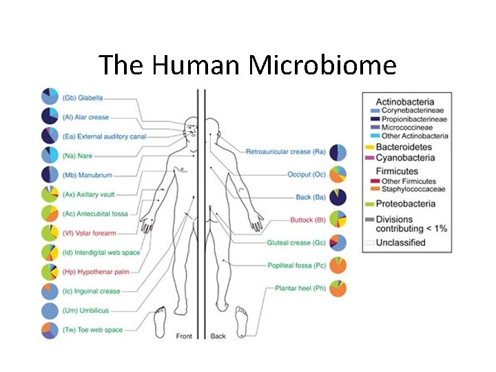 The Human Microbiome 