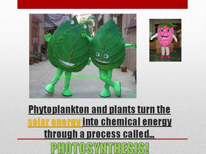 Phytoplankton and plants turn the solar energy into chemical energy through a process called…