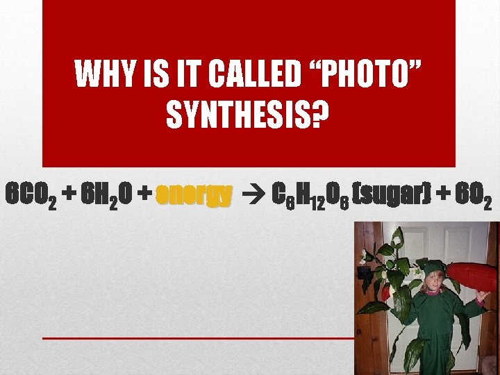 WHY IS IT CALLED “PHOTO” SYNTHESIS? 6 CO 2 + 6 H 2 O