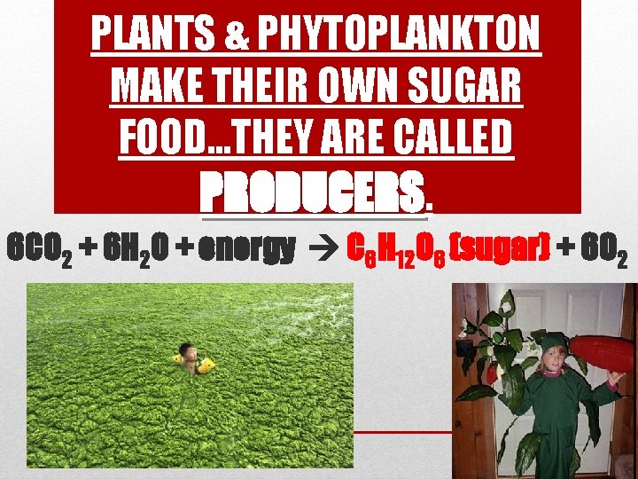 PLANTS & PHYTOPLANKTON MAKE THEIR OWN SUGAR FOOD…THEY ARE CALLED PRODUCERS. 6 CO 2