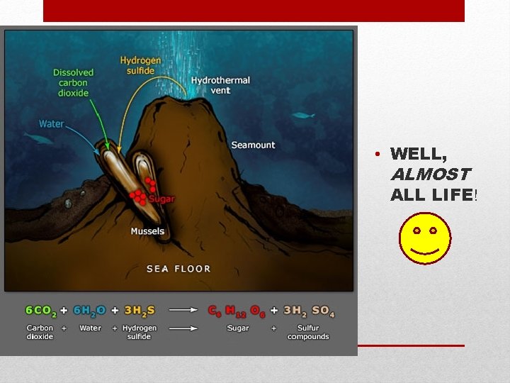 • WELL, ALMOST ALL LIFE! • WELL, ALMOST ALL LIFE!