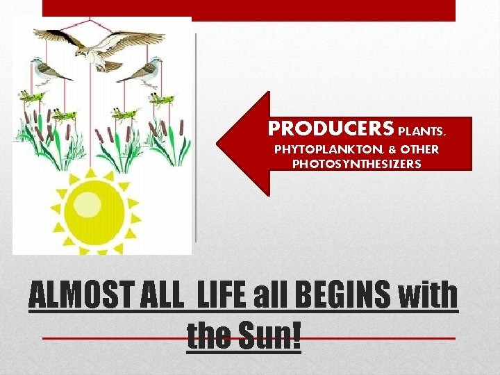 PRODUCERS PLANTS, PHYTOPLANKTON, & OTHER PHOTOSYNTHESIZERS ALMOST ALL LIFE all BEGINS with the Sun!