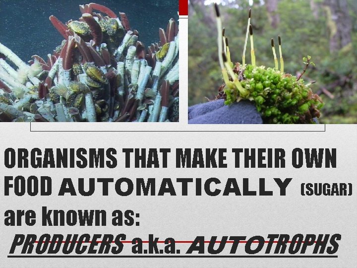 ORGANISMS THAT MAKE THEIR OWN FOOD AUTOMATICALLY (SUGAR) are known as: PRODUCERS a. k. ORGANISMS THAT MAKE THEIR OWN FOOD AUTOMATICALLY (SUGAR) are known as: PRODUCERS a. k.